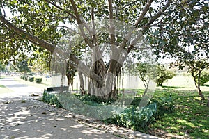 Ficus benghalensis (banyan, banyan fig and Indian banyan) tree in the park