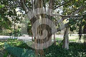 Ficus benghalensis (banyan, banyan fig and Indian banyan) tree in the park