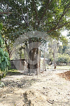 Ficus benghalensis (banyan, banyan fig and Indian banyan) tree in the park