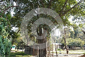 Ficus benghalensis (banyan, banyan fig and Indian banyan) tree in the park