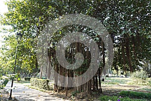 Ficus benghalensis (banyan, banyan fig and Indian banyan) tree in the park