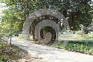 Ficus benghalensis (banyan, banyan fig and Indian banyan) tree in the park