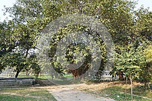 Ficus benghalensis (banyan, banyan fig and Indian banyan) tree in the park