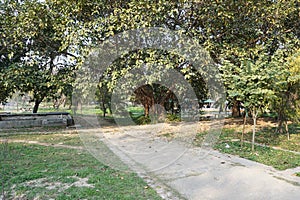 Ficus benghalensis (banyan, banyan fig and Indian banyan) tree in the park