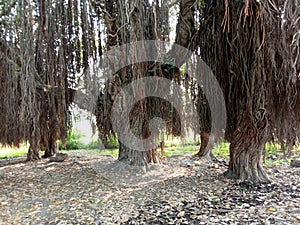 Ficus benghalensis or banyan tree and roots