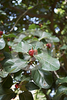 Ficus benghalensis branches full of fruit