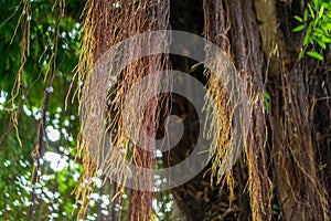 Ficus benghalensis. Close up of Banyan tree roots