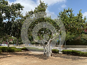 Ficus benghalensis or Indian banyan specifically denominates banyan species