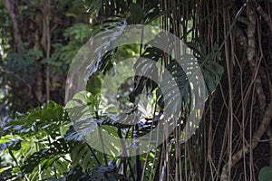 Ficus benghalensis, the Indian Banyan tree