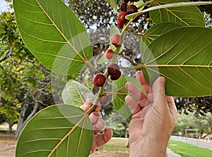 Ficus benghalensis (Moraceae), commonly known as the banyan, banyan fig and Indian banyan