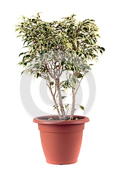 Ficus Benjamin