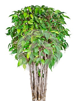 Ficus Benjamin