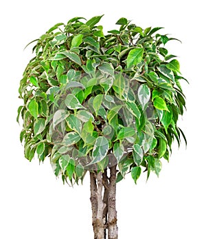 Ficus Benjamin