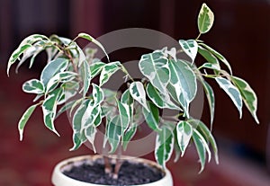 Ficus Benjamin on a brown background