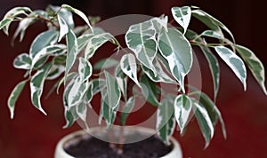 Ficus Benjamin on a brown background