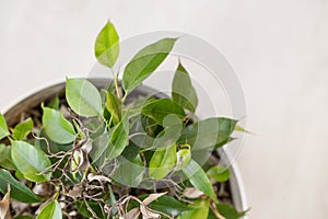 Ficus Benjamin close-up with empty dry branches, partially discarded leaves. home plant care, selective focus