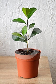 Ficus Benjamin in flowerpot, closeup
