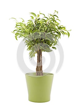 Ficus Benjamin in green pot