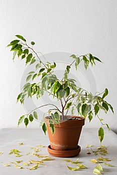 Ficus Benjamin Kinky loses leaves from improper care