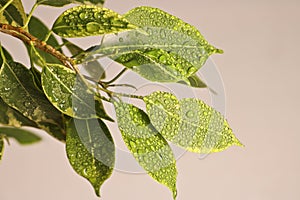 Ficus benjamin plant leaves in drops of water after spraying, in a pot on a light background close-up. Soft selective focus.