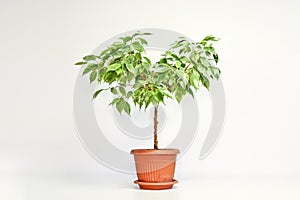 Ficus benjamin plant in a pot on a light background. Indoor plant for indoor floriculture and phytodesign