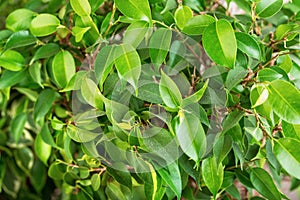 Ficus Benjamin