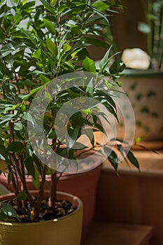 Ficus Benjamin in a yellow pot on the windowsill in the sun.