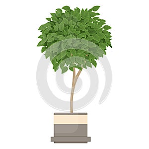 Ficus benjamina