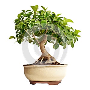Ficus benjamina bonsai