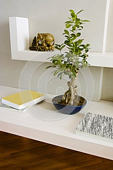 Ficus benjamina bonsai on the white shelves