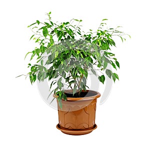 Ficus benjamina in a brown pot isolated on a white background. House plant.Pot with ficus