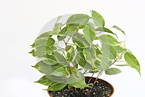 Ficus benjamina in a brown pot on a white background. Houseplant