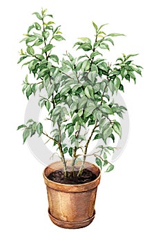 Ficus Benjamina in clay flowerpot.