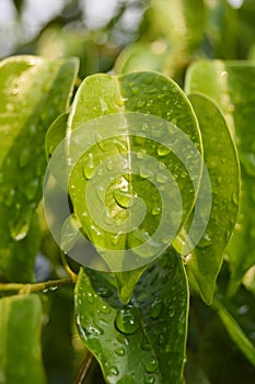 Pondok Cabe Ilir, Tangerang, Indonesia Ã¢â¬â August 12, 2022: Ficus benjamina or weeping fig, benjamin fig or ficus tree