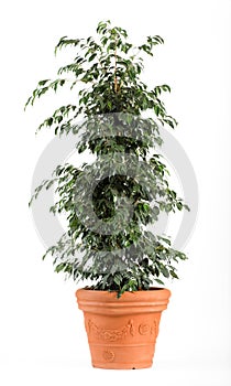 Ficus Benjamina Danielle Plant on Light Brown Pot