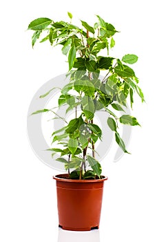 Ficus benjamina in flowerpot