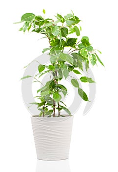 Ficus benjamina in flowerpot