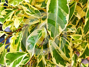 Ficus benjamina Francis Goldstar ornamental plant leaves with beautiful mixed white and green leaves