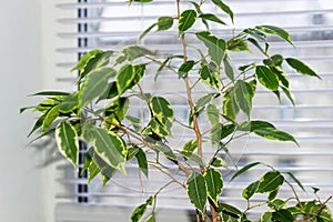 Ficus Benjamina. House plant. photo