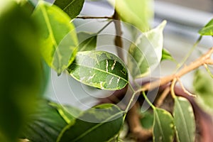 Ficus Benjamina. House plant. photo