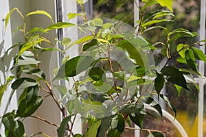 Ficus benjamina houseplant on windowsill