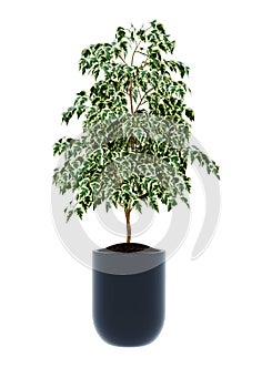 Ficus benjamina model
