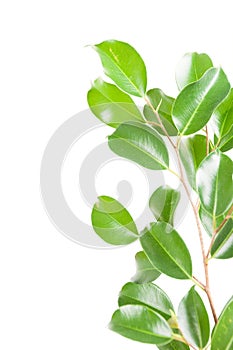 Ficus benjamina isolated on white