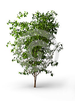Ficus benjamina.Java tree isolated