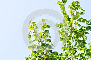 Ficus Benjamina L, Moraceae or Golden Fig or Weeping Fig and sky