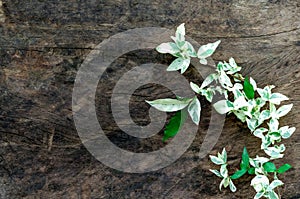 Ficus benjamina L. var. variegate. And old wooden surface.