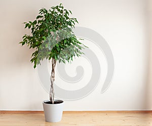 Ficus benjamina large green houseplant with long braided stem photo