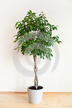 Ficus benjamina large green houseplant with long braided stem