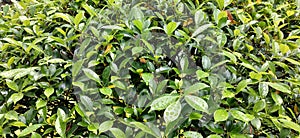 ficus benjamina leaf, from trophical country photo