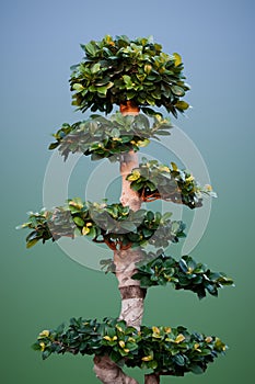 Ficus Benjamina like a Bonsay